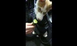 狗狗视频吃瓜图片,萌态十足，萌化你的心