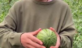 吃手剥瓜吃皮大网红,吃手剥瓜皮，引领美食新风尚