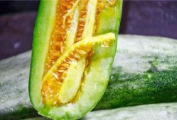 网红吃瓜 记录,揭秘娱乐圈幕后故事