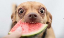 吃瓜捡了狗,一场与狗狗的奇妙邂逅