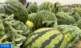 吃瓜网全部,揭秘娱乐圈幕后故事，带你领略明星真实生活