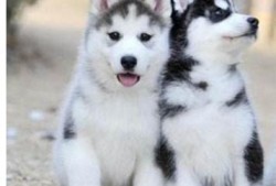 二哈吃瓜头像,萌宠界的“吃瓜群众”