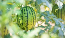 吃瓜的好时代,揭秘当代网络舆论场