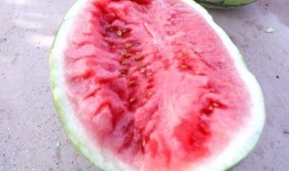 风吹吃瓜,一场别开生面的夏日盛宴