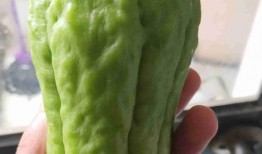 干槐树瓜怎么吃最好,干槐树瓜的多样美味食用指南