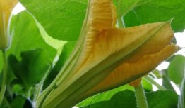 苏瓜花怎么吃,解锁美味新体验