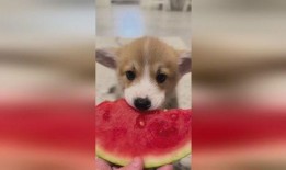 幼犬可以吃小瓜吗,小瓜是否适合幼犬食用？