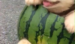 主人为狗拼吃瓜,欢乐拼吃瓜瞬间