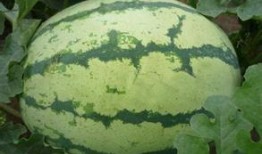 51瓜姐吃瓜基地