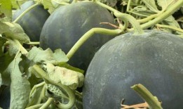 丽水护士吃瓜,一场网络热议背后的真相与反思