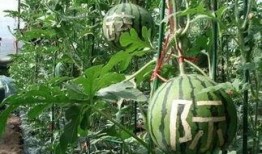 曹县销售吃瓜,销售吃瓜盛宴来袭！