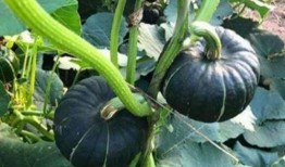 大瓜小瓜保熟多久吃,最佳食用期限揭秘