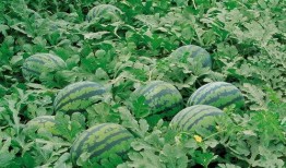 大同大学吃瓜群,校园生活趣味横生