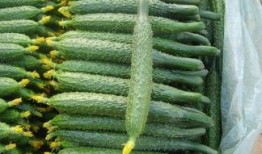 吃瓜孑坏处,健康与生活的双重挑战