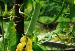 八藤吃瓜,揭秘娱乐圈背后的那些事儿