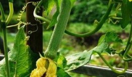 八藤吃瓜,揭秘娱乐圈背后的那些事儿