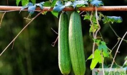 秋季吃瓜拉肚子,瓜果美味背后的健康隐患