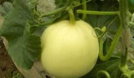 朝天吃大瓜,揭秘网络流行语的趣味与内涵