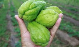 佛掌瓜可以吃吗怎么吃,佛掌瓜的食用方法与美味探索