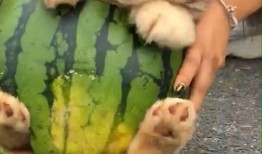 主人为狗拼吃瓜,欢乐拼吃瓜瞬间