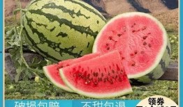 欢乐吃瓜172,揭秘娱乐圈幕后故事