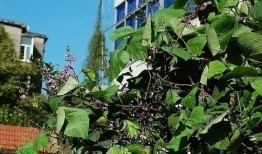 芬芳小区吃瓜,一场吃瓜盛宴背后的邻里温情