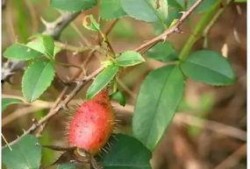 nature子刊吃瓜,吃瓜背后的科学奥秘