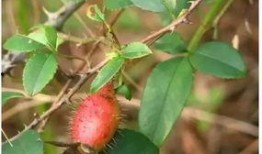 nature子刊吃瓜,吃瓜背后的科学奥秘