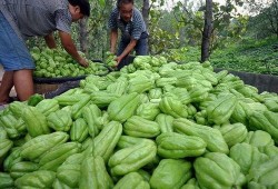 挖佛手瓜根吃,挖佛手瓜根的独特风味