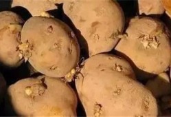 吃瓜变绿,揭秘绿色食品背后的秘密