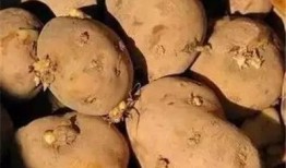 吃瓜变绿,揭秘绿色食品背后的秘密