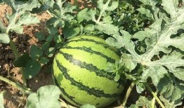 吃瓜的好时代,揭秘当代网络舆论场