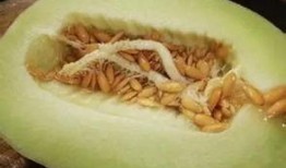 怎么吃六棱瓜,解锁健康美味新选择