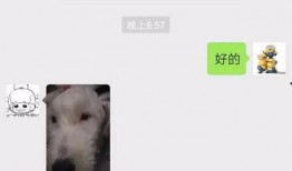 狗狗视频吃瓜图片,萌态十足，萌化你的心