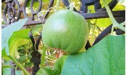 今夏最新吃瓜视频,揭秘娱乐圈幕后真相