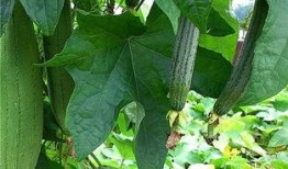 主播吃整条水瓜,挑战极限引网友热议！