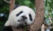 西安熊猫吃瓜事件,萌宠奇遇记引发网友热议