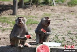 林北吃瓜,揭秘娱乐圈背后的那些事儿