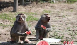 林北吃瓜,揭秘娱乐圈背后的那些事儿