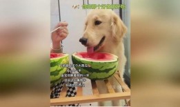 吃瓜捡了狗,一场与狗狗的奇妙邂逅