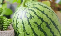 如何评价吃瓜心理,网络时代的全民狂欢与反思