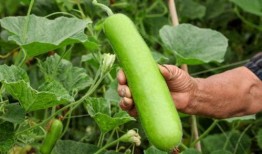 早瓜瓠瓜嫩籽可以吃吗,可食用的新鲜美味