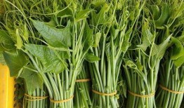 挖佛手瓜根吃,挖佛手瓜根的独特风味