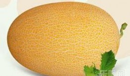为啥吃蜜瓜不会胖,揭秘为何吃它不会胖