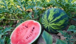 8英里吃瓜,一场关于梦想与现实的吃瓜盛宴