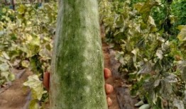 吃瓜带黄群,网络社交新现象背后的故事