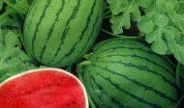 吃瓜郑女士,揭秘娱乐圈背后的故事