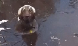 狗吵架猫吃瓜,一场宠物界的“吃瓜”大戏