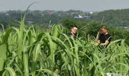 吃瓜网村支书,揭秘农村基层治理新风向