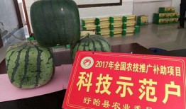 佛掌瓜可以吃吗怎么吃,佛掌瓜的食用方法与美味探索